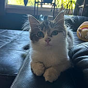 Kush is registered to the contest to win money with this photo: animal, black_leather, cat, closeup, couch, curious, cute, daylight, ears, feline, fur, indoor, kitten, pet, plant, resting, soft_light, tufts, whiskers, window