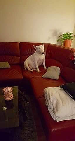 Anya participe au concours pour gagner de l'argent avec cette photo : bulldog, canidae, carnivore, comfort, companion_dog, couch, dog, dog_breed, fawn, french_bulldog, furniture, futon, non_sporting_group, puppy, room