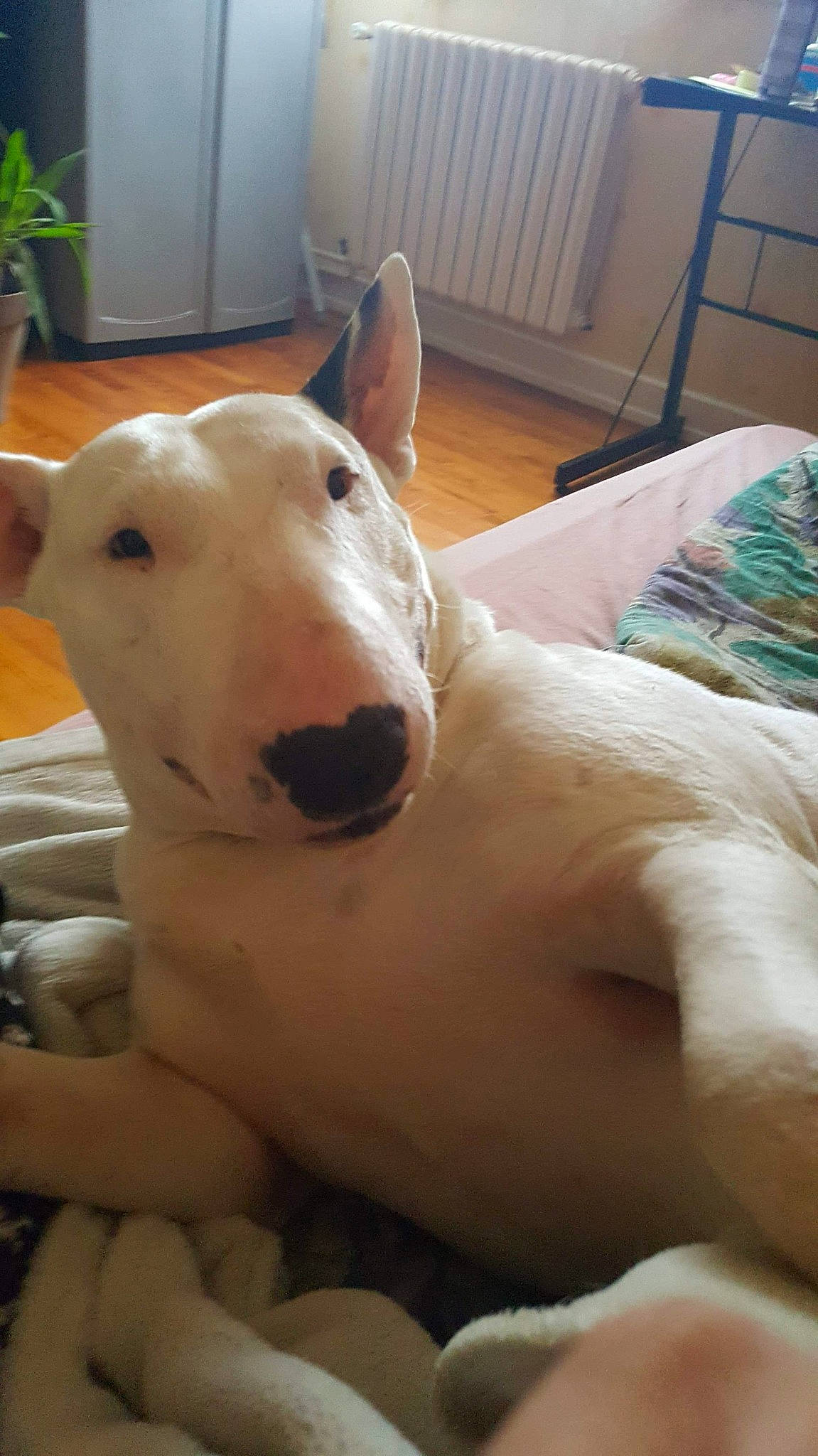 Anya participe au concours pour gagner de l'argent avec cette photo : bull_and_terrier, bull_terrier, bull_terrier_miniature, bulldog, canidae, carnivore, dog, dog_breed, english_white_terrier, fawn, gull_terr, mammal, non_sporting_group, nose, old_english_terrier, snout, terrier, vertebrate