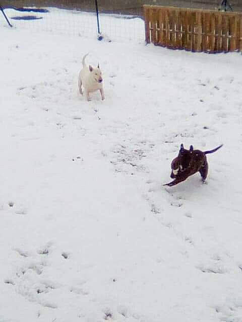 Anya a rejoint le concours — aidez-le/la à gagner de superbes lots ! blizzard, canidae, carnivore, dog, dog_breed, freezing, non_sporting_group, snow, sporting_group, tail, winter