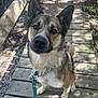 animal, black, brown, canine, collar, dog, ears, forest, fur, leash, looking_up, nature, outdoor, pathway, pet, shadow, sitting, sunlight, white, wooden_bridge