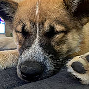 Rune is registered to the contest to win money with this photo: adorable, animal, canine, close_up, cozy, cute, dog, face, fur, indoors, muzzle, nose, paw, pet, puppy, relaxing, resting, sleeping, soft, young_dog