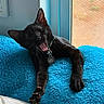 black_cat, cat, feline, yawning, stretching, lying_down, collar, pet_tag, whiskers, pointed_ears, black_fur, blue_blanket, cozy, indoor, window, sunlight, relaxed, close_up, pet_portrait, cute