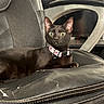 black_cat, cat, feline, pet, animal, portrait, golden_eyes, collar, bell, lounging, sitting, leather_chair, gaming_chair, indoor, home, close_up, shiny_fur, alert, cute, photography