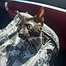 cat, kitten, black_cat, pet, animal, feline, close_up, portrait, green_eyes, whiskers, pointed_ears, fur, backpack, bag, zipper, car_interior, vehicle, sunlight, travel, cute
