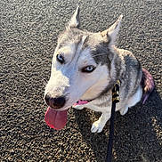 Miso joined the competition — help win amazing prizes! dog, siberian_husky, pet, blue_eyes, tongue_out, panting, standing, outdoor, pavement, leash, collar, pink_collar, black_and_white_fur, pointed_ears, close_up, portrait, sunlight, shadow, walk, shoe