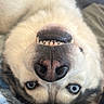 Miso joined the competition — help win amazing prizes! dog, canine, close_up, upside_down, nose, muzzle, teeth, smile, blue_eyes, white_fur, gray_fur, whiskers, portrait, funny, goofy, indoor, pet, animal, face, camera