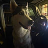 Miso joined the competition — help win amazing prizes! dog, husky, siberian_husky, pet, animal, canine, fluffy, pointed_ears, tongue_out, smiling, portrait, car, vehicle, driver_seat, steering_wheel, dashboard, night, indoor, street_lighting, close_up