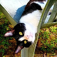 Tom Cat joined the competition — help win amazing prizes! cat, black_and_white, outdoor, chair, grass, greenery, pet, animal, curious, relaxed, sunlight, nature, whiskers, feline, yellow_eyes, playful, resting, upside_down, backrest, garden