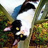 animal, backrest, black_and_white, cat, chair, curious, feline, garden, grass, greenery, nature, outdoor, pet, playful, relaxed, resting, sunlight, upside_down, whiskers, yellow_eyes