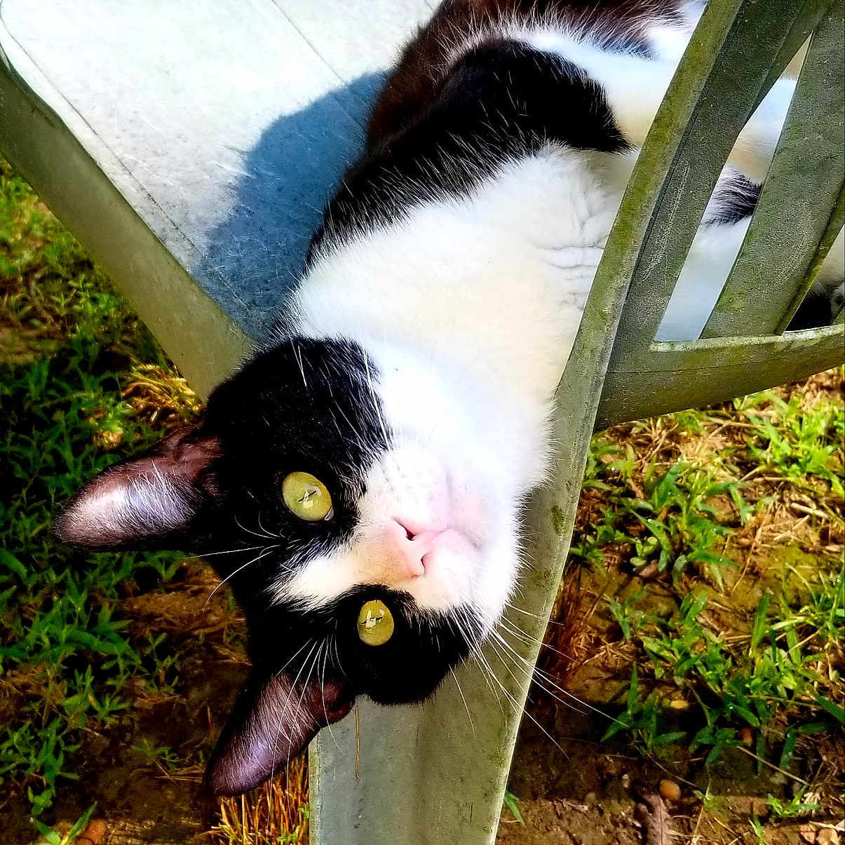 Tom Cat joined the competition — help win amazing prizes! cat, black_and_white, outdoor, chair, grass, greenery, pet, animal, curious, relaxed, sunlight, nature, whiskers, feline, yellow_eyes, playful, resting, upside_down, backrest, garden