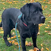 Zachary joined the competition — help win amazing prizes! animal, autumn, black_dog, canine, collar, curious, daylight, dog, fall, fur, grass, labrador, leash, leaves, mammal, nature, outdoor, park, pet, standing