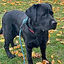 animal, autumn, black_dog, canine, collar, curious, daylight, dog, fall, fur, grass, labrador, leash, leaves, mammal, nature, outdoor, park, pet, standing
