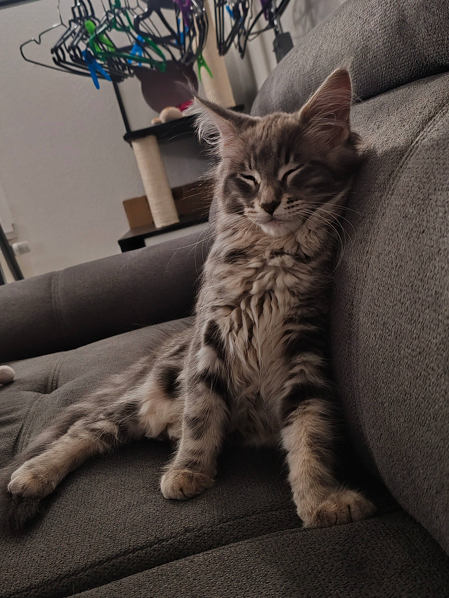 Liloo a rejoint le concours — aidez-le/la à gagner de superbes lots ! carnivore, cat, claw, comfort, couch, domestic_short_haired_cat, felidae, flowerpot, fur, grey, houseplant, paw, plant, sitting, small_to_medium_sized_cats, snout, tail, whiskers, window, wood