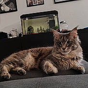 Liloo a rejoint le concours — aidez-le/la à gagner de superbes lots ! cat, fluffy, gray_cat, animal, pet, aquarium, fish_tank, furniture, indoor, cozy, portrait, resting, home_decor, photograph, wall_art, couch, relaxed, close_up, mammal, domestic_animal