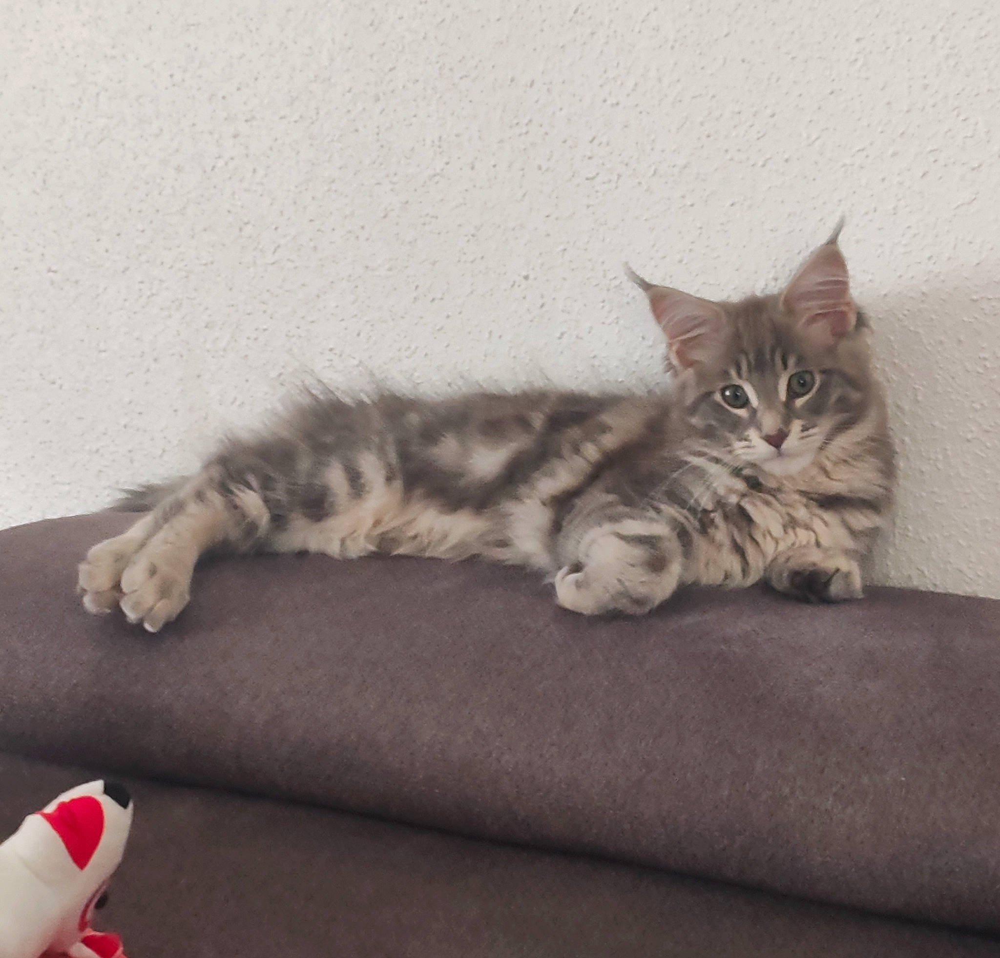 Liloo a rejoint le concours — aidez-le/la à gagner de superbes lots ! carmine, carnivore, cat, claw, comfort, domestic_short_haired_cat, felidae, flooring, fur, grey, paw, small_to_medium_sized_cats, tail, toy, whiskers