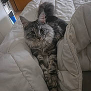 Zia participe au concours pour gagner de l'argent avec cette photo : cat, gray_tabby, fluffy, bed, comforter, indoor, pet, feline, relaxed, stretching, whiskers, ears, paws, fur, sleepy, cozy, household, domestic, animal, cute