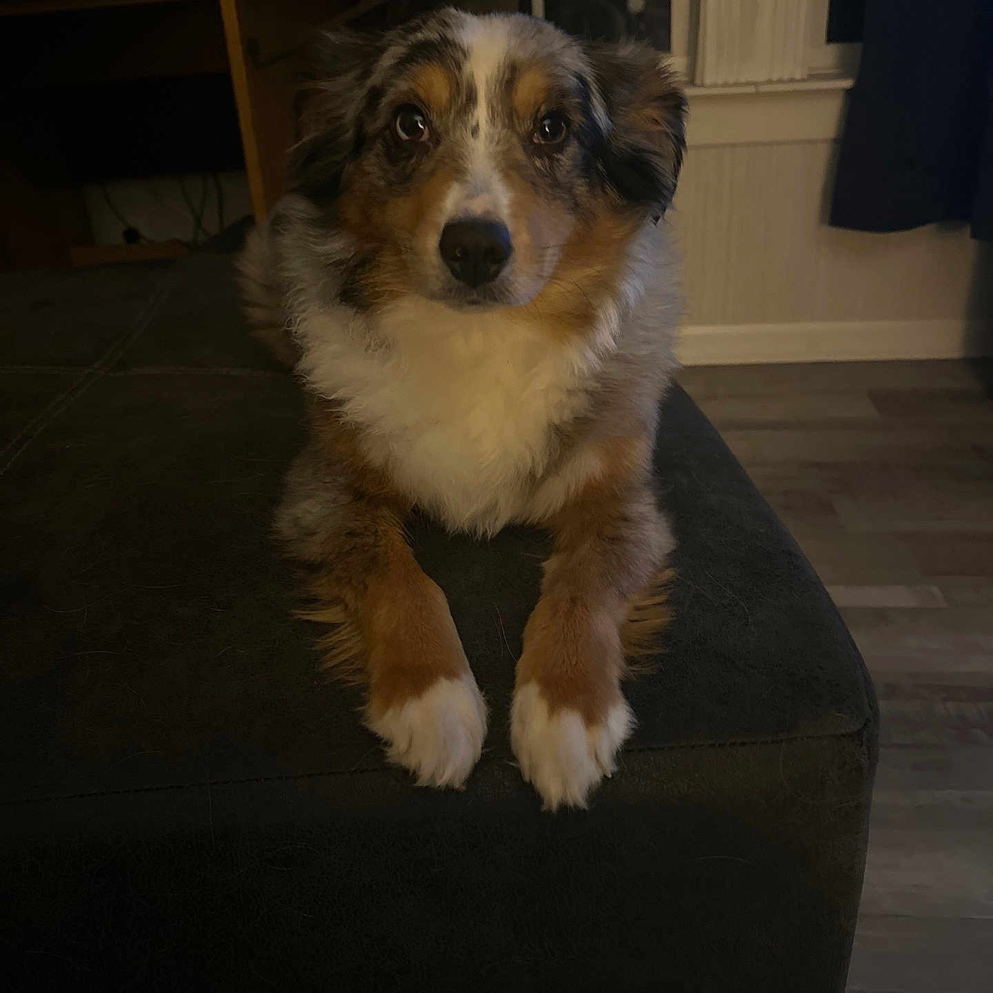 Callie joined the competition — help win amazing prizes! animal, black, brown, cozy, curtain, dog, ears, floor, fur, furniture, home, indoor, lamp, ottoman, paws, pet, portrait, table, white, window
