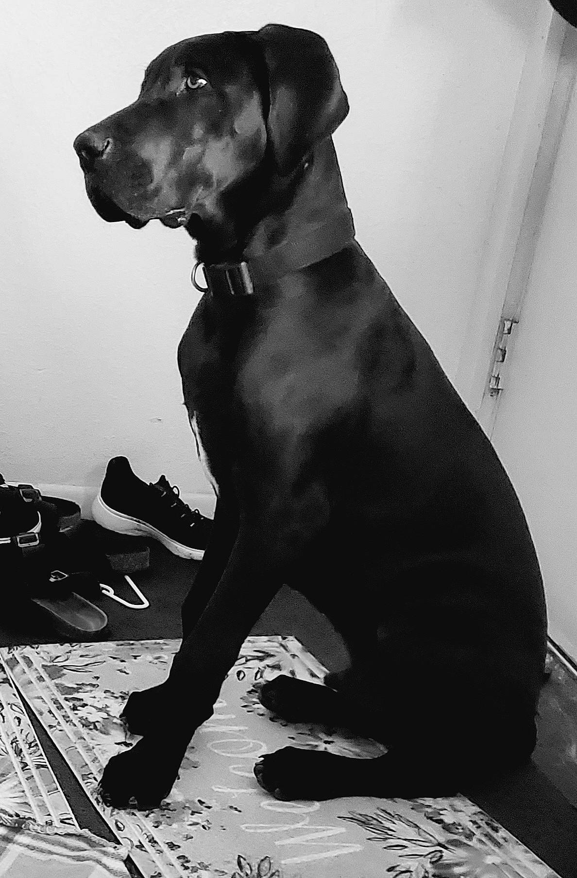 Gunner joined the competition — help win amazing prizes! black, black_and_white, canidae, carnivore, collar, companion_dog, dog, dog_breed, dog_collar, guard_dog, gun_dog, liver, monochrome, monochrome_photography, snout, sporting_group, style, whiskers, working_animal, working_dog