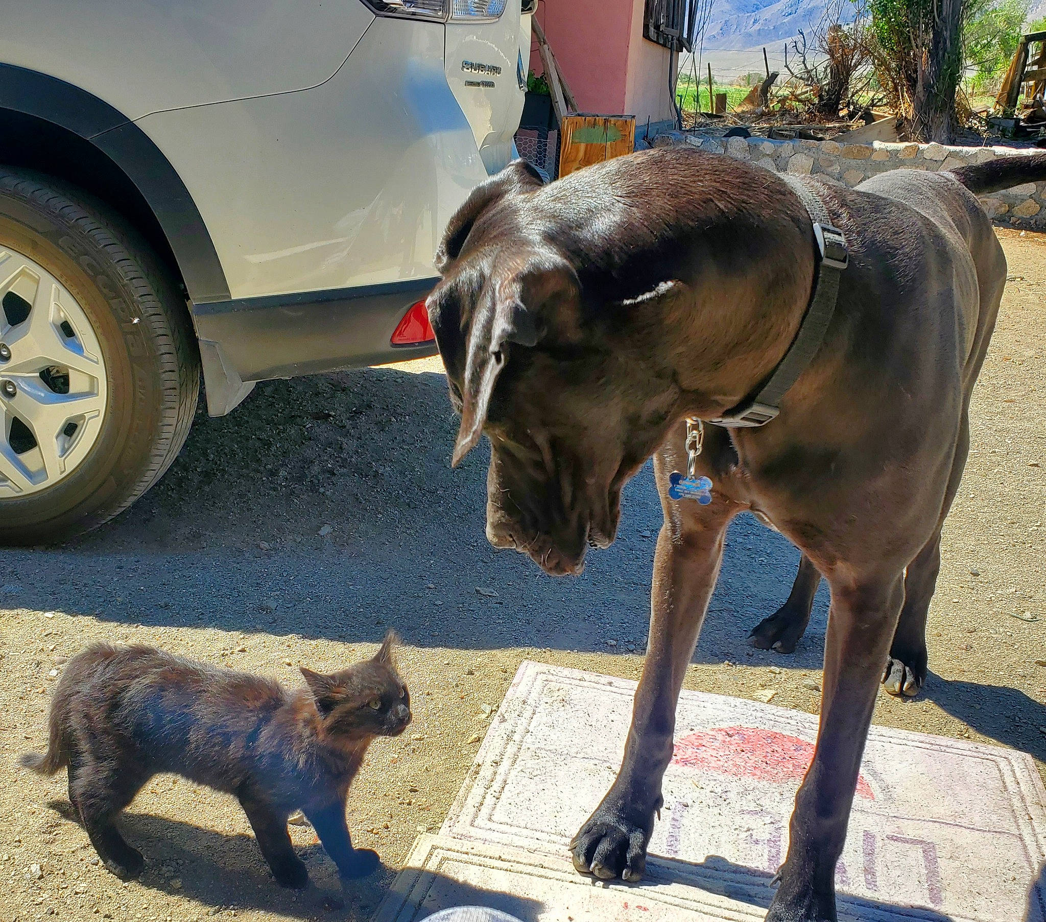 Gunner is registered to the contest to win money with this photo: asphalt, automotive_exterior, automotive_tire, car, carnivore, cat, collar, dog_breed, fawn, fender, liver, pack_animal, road, road_surface, snapshot, snout, tire, vehicle, wheel, working_animal