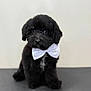 puppy, dog, black_dog, bow_tie, pet, fluffy, cute, indoor, portrait, sitting, animal, adorable, young_dog, furry, small_dog, domestic_animal, looking, studio, white_bow_tie, texture