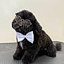 Tobi joined the competition — help win amazing prizes! dog, black_dog, glasses, bow_tie, pet, fluffy, cute, portrait, indoor, animal, small_dog, furry, sitting, looking_up, accessory, adorable, companion, pet_fashion, studio, domestic_animal