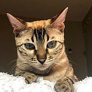 Magnolia is registered to the contest to win money with this photo: cat, bengal_cat, close_up, portrait, animal, pet, feline, whiskers, paws, striped, tabby, indoor, soft_texture, blanket, resting, curious, eyes, ears, fur, mammal