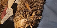 Saber is registered to the contest to win money with this photo: cat, tabby, sleeping, curled_up, bed, blue_sheet, clothes, cozy, indoor, feline, resting, fur, paw, whiskers, striped, pet, domestic_animal, napping, comfortable, cute