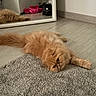 cat, ginger_cat, fluffy, long_hair, pet, animal, sleeping, lying_down, relaxed, floor, carpet, mirror, reflection, indoor, home, wood_floor, whiskers, paws, tail, portrait