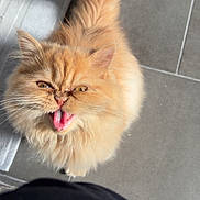 Bella participe au concours pour gagner de l'argent avec cette photo : cat, ginger_cat, fluffy, longhaired, pet, feline, open_mouth, meowing, looking_up, whiskers, green_eyes, orange_fur, fluffy_tail, indoor, tile_floor, pet_bed, portrait, closeup, funny, adorable