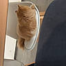 cat, orange_cat, fluffy, furry, animal, pet, sitting, chair, dining_chair, table, wood, furniture, indoor, kitchen, dining_area, tile_floor, back_view, tail, pointed_ears, candid_photo