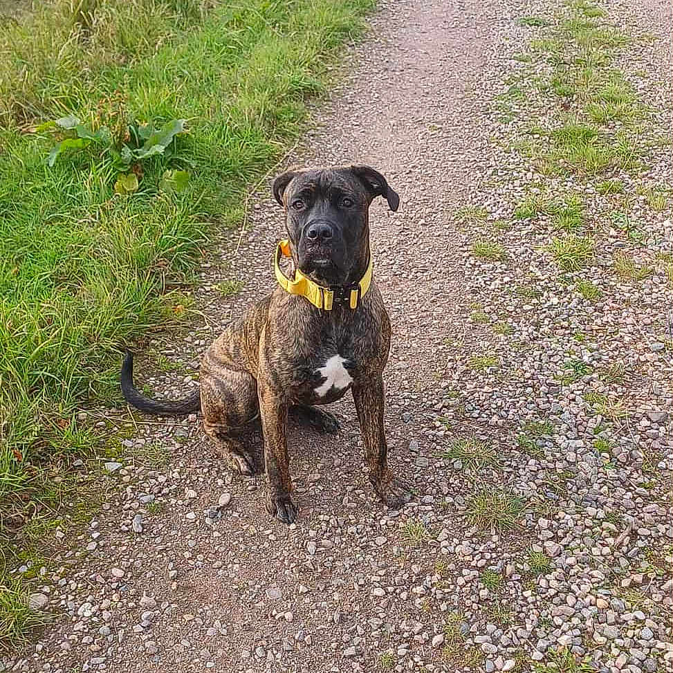 Nova joined the competition — help win amazing prizes! animal, attention, brindle, bushes, canine, daylight, dog, ears, fur, grass, gravel_path, ground, nature, outdoor, park, pet, road, sitting, tail, yellow_collar