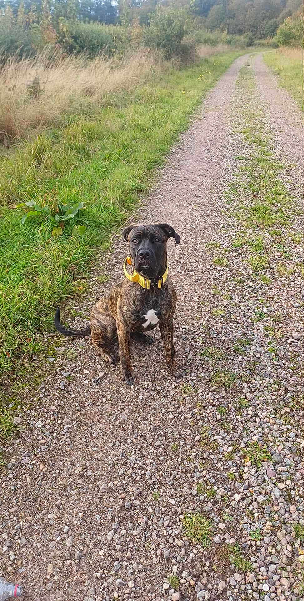 Nova joined the competition — help win amazing prizes! dog, brindle, yellow_collar, gravel_path, grass, bushes, outdoor, pet, animal, sitting, nature, canine, attention, daylight, road, fur, ears, tail, ground, park