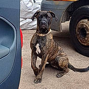 Nova is registered to the contest to win money with this photo: dog, brindle, sitting, outdoor, vehicle, rust, concrete, car_door, trash_bin, collar, attentive, background, industrial, yard, pet, canine, side_view, urban, daylight, animal