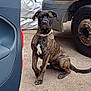 dog, brindle, sitting, outdoor, vehicle, rust, concrete, car_door, trash_bin, collar, attentive, background, industrial, yard, pet, canine, side_view, urban, daylight, animal