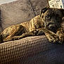 Nova joined the competition — help win amazing prizes! dog, brindle, couch, furniture, indoor, relaxed, pet, paw, box, brown, texture, canine, laying, animal, home, resting, domestic, comfort, closeup, face