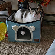 Jasmine is registered to the contest to win money with this photo: cat, pet_house, tabby_cat, indoor, carpet, flower_arrangement, vase, furniture, wooden_table, pom_pom, toy, relaxed, cozy, home_interior, decor, animal, pet, orange_flowers, white_cat, resting