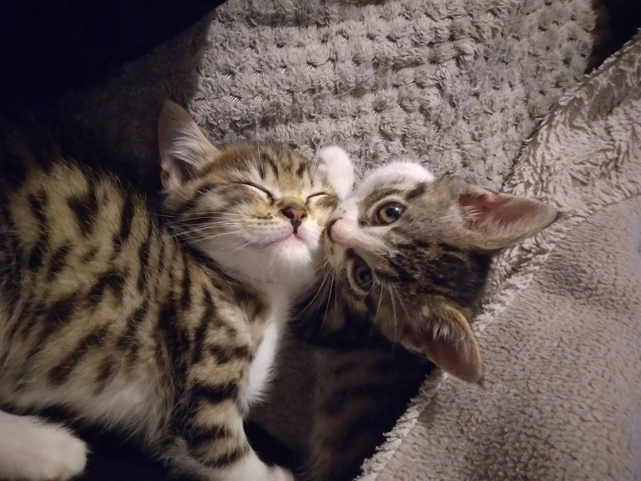 Léa participe au concours pour gagner de l'argent avec cette photo : carnivore, cat, claw, domestic_short_haired_cat, felidae, fur, paw, small_to_medium_sized_cats, snout, terrestrial_animal, whiskers, wildlife