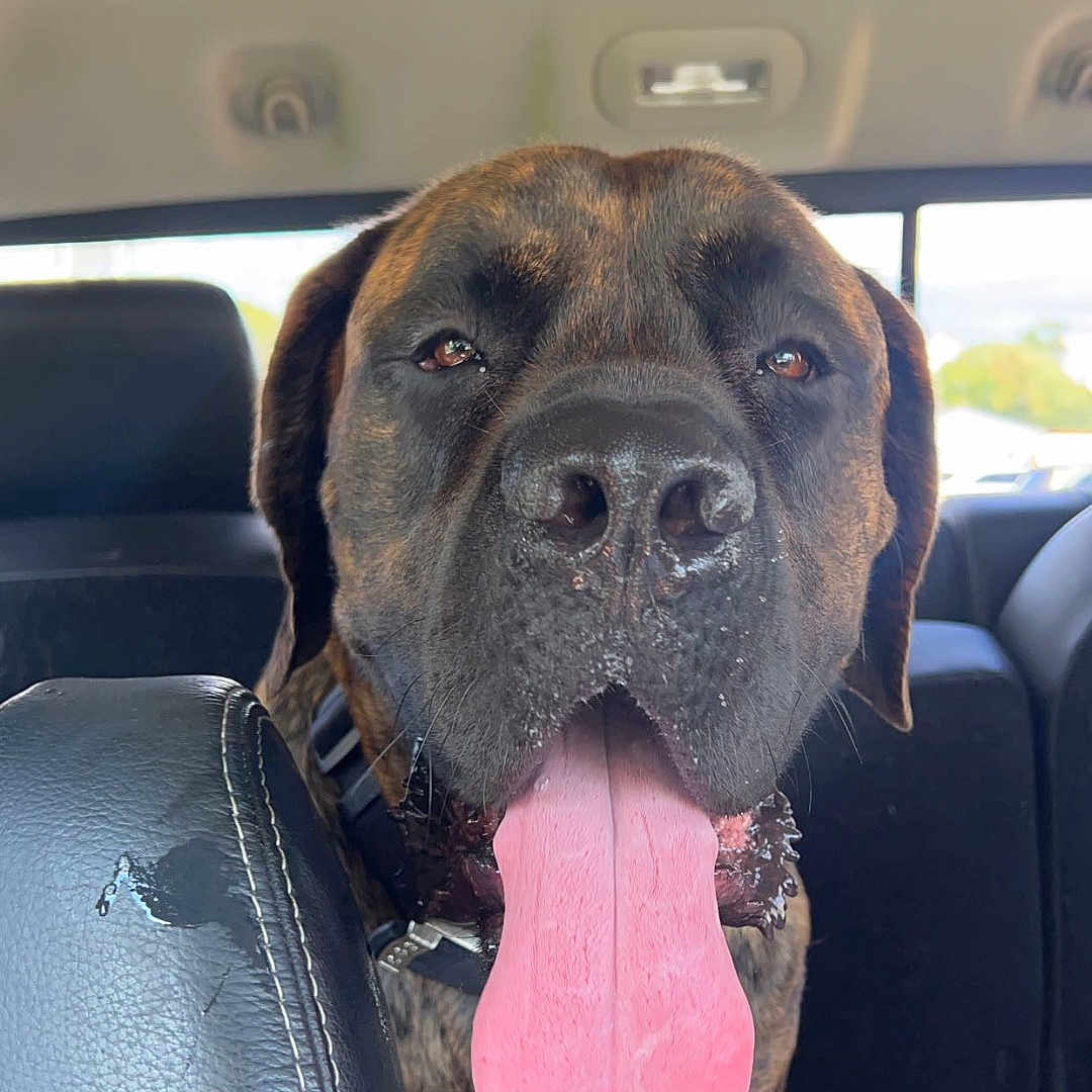 Letty is registered to the contest to win money with this photo: accessories, animal, belt, bodypart, boxer, bulldog, canine, cushion, dog, face, head, headrest, homedecor, hound, labradorretriever, mouth, person, pet, puppy, tongue