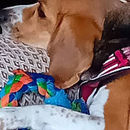 Tobby participe au concours pour gagner de l'argent avec cette photo : animal, black_fur, brown_fur, close_up, colorful, comfort, cushion, dog, harness, indoor, lying_down, patterned_cushion, paw, pet, relaxed, resting, rope_toy, sleepy, toy, white_fur