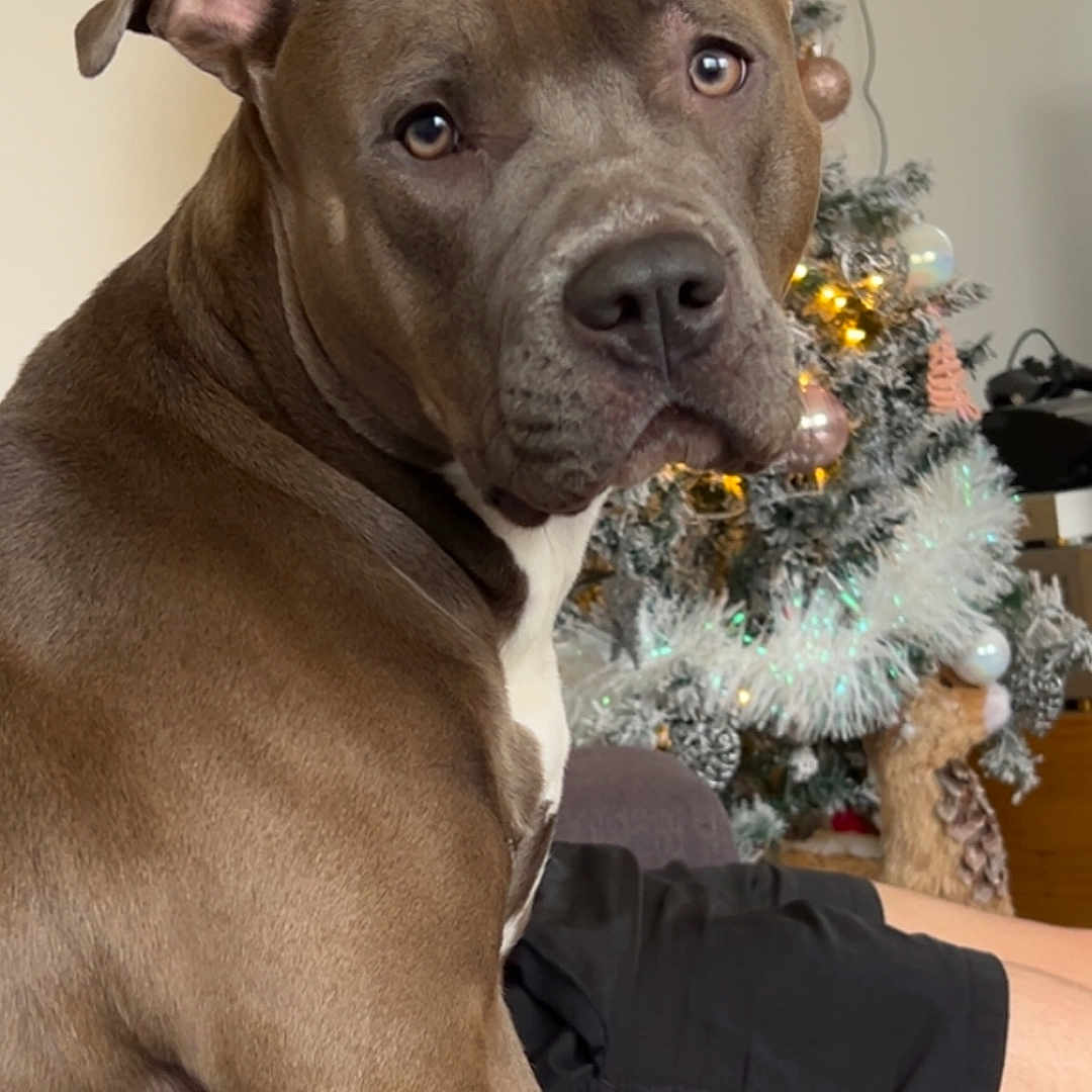 Skarla participe au concours pour gagner de l'argent avec cette photo : animal, brown_coat, christmas_tree, couch, dog, ears, face, festive, furniture, holiday_decorations, home, indoor, lights, looking_back, mammal, ornaments, pet, pitbull, relaxing, white_chest