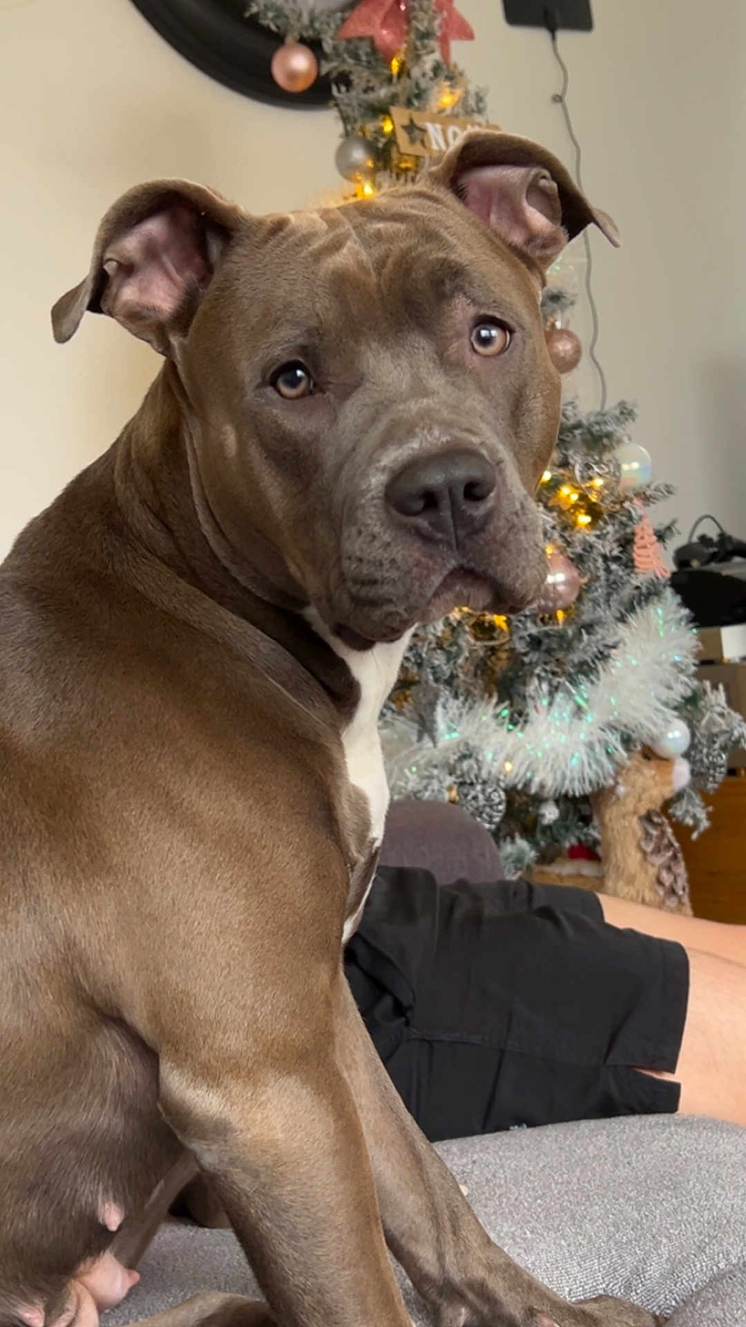 Skarla participe au concours pour gagner de l'argent avec cette photo : dog, pitbull, indoor, christmas_tree, holiday_decorations, couch, pet, brown_coat, white_chest, ears, face, looking_back, furniture, home, festive, ornaments, lights, relaxing, animal, mammal