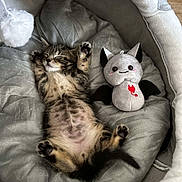 Ozzi is registered to the contest to win money with this photo: animal, bed, cat, cozy, cute, domestic_cat, feline, fur, indoor, kitten, paws, pet, plush_toy, relaxing, resting, sleeping, soft, tabby, toy, whiskers