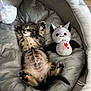 animal, bed, cat, cozy, cute, domestic_cat, feline, fur, indoor, kitten, paws, pet, plush_toy, relaxing, resting, sleeping, soft, tabby, toy, whiskers