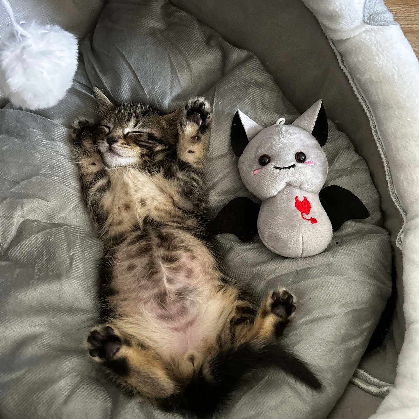 Ozzi is registered to the contest to win money with this photo: animal, bed, cat, cozy, cute, domestic_cat, feline, fur, indoor, kitten, paws, pet, plush_toy, relaxing, resting, sleeping, soft, tabby, toy, whiskers