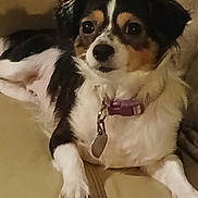 Lil Girl Beverly is registered to the contest to win money with this photo: dog, pet, collar, indoor, couch, fur, animal, canine, relaxed, brown, white, black, closeup, laying, domestic_animal, companion, fur_pattern, cute, watching, home