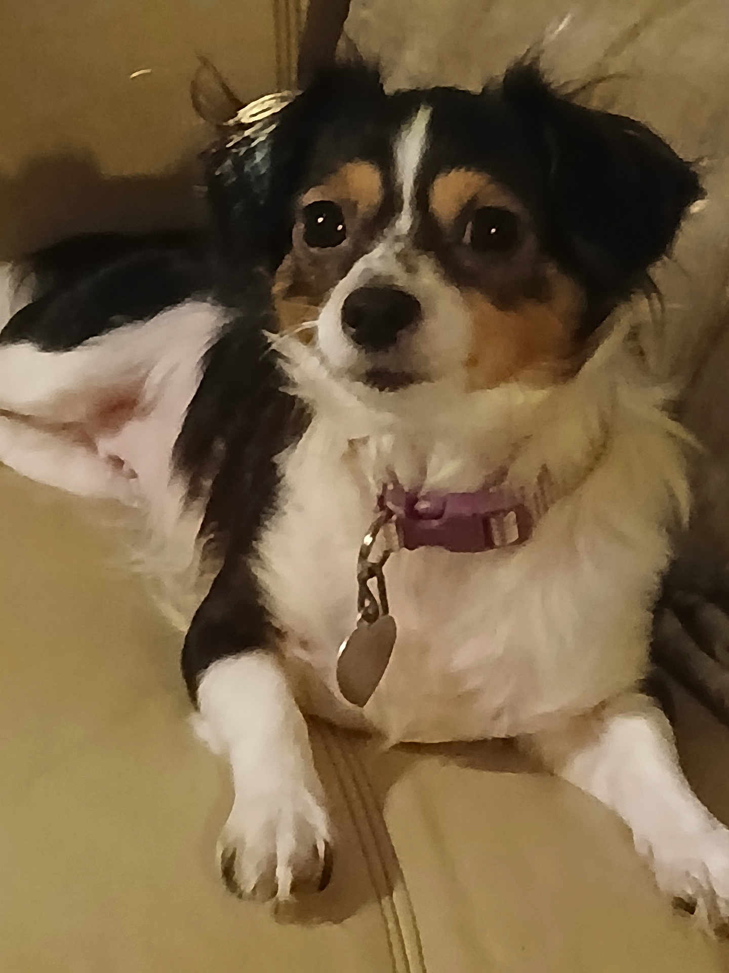 Lil Girl Beverly is registered to the contest to win money with this photo: dog, pet, collar, indoor, couch, fur, animal, canine, relaxed, brown, white, black, closeup, laying, domestic_animal, companion, fur_pattern, cute, watching, home
