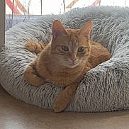 Canaille participe au concours pour gagner de l'argent avec cette photo : cat, orange_tabby, pet_bed, indoor, fluffy, relaxed, window, curtains, floor, feline, cozy, resting, animal, domestic_cat, fur, whiskers, ears, tail, home, soft
