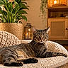cat, tabby_cat, pet, indoor, cozy, plant, woven_basket, candle, lantern, furniture, wooden_cabinet, rug, home_decor, relaxed, feline, fur, paw, bed, warm_lighting, living_room