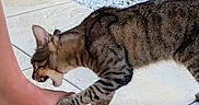 Ulysse participe au concours pour gagner de l'argent avec cette photo : cat, tabby_cat, foot, barefoot, tile_floor, outdoor, garden, plant_pot, shoe, paw, bite, playful, animal, pet, greenery, grass, stone, curb, human, interaction